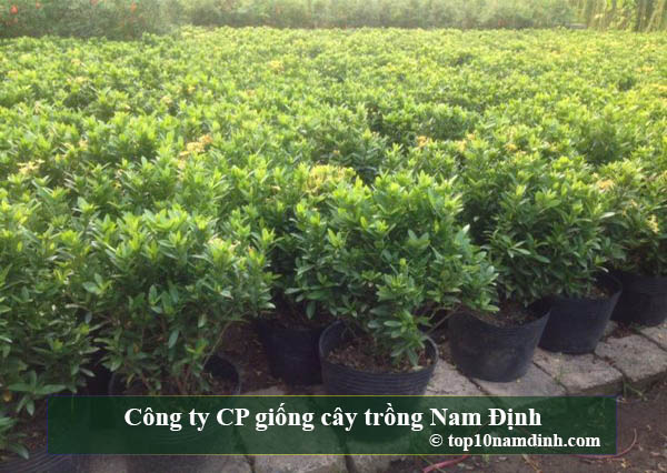 Công ty CP giống cây trồng Nam Định