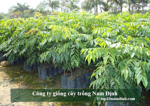 Công ty giống cây trồng Nam Định