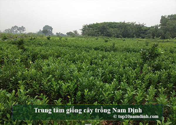 Trung tâm giống cây trồng Nam Định
